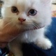 persian-kittens-persian-cats-karachi-4