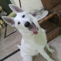 very-rare-microchip-pedigreed-white-german-shepherd-beauty-contest-winner-in-puppy-category-german-shepherd-lahore-9