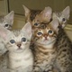 bengal-kittens-available-bengal-lachi