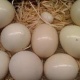 parrot-and-fresh-fertile-eggs-alexandrine-parrot-abbas-nagar