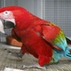 hand-rearred-very-tame-baby-greenwing-macaw-1690-cockatoos-abadi-jalalpur-pirwala
