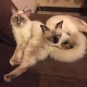 pure-bred-siamese-for-sale-10-months-siamese-karachi-2