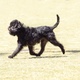affenpinscher-other-lahore-2