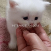 persian-cat-kittens-persian-cats-lahore-4