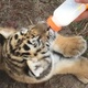 exotics-big-cats-cubs-for-sale-the-abyssinian-karachi