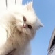 pure-persian-cat-for-sale-persian-cats-islamabad-2