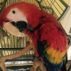 all-macaw-parrots-macaws-ahmadpur-2