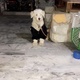 female-poodle-6-5-months-poodle-karachi-2