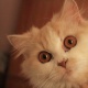 my-cute-cats-persian-cats-karachi-1