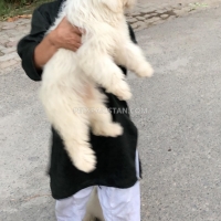 shitzu-pair-healthy-active-65000pair-shih-tzu-lahore-3