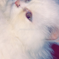 minky-and-chintu-for-sale-persian-cats-gujar-khan-3