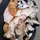 chihuahua-puppies-for-sale-other-bhabhra