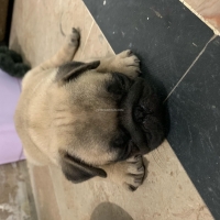 pug-pug-peshawar-3
