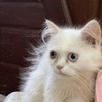 odd-eyes-4months-old-female-kitten--lahore