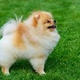 free-pomeranians-puppies-for-adoption-other-abbasia-2