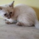siamese-kittens-for-sale-siamese-lahore-5