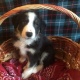 border-collie-puppies-afghan-hound-abbasia