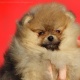 pomeranian-boo-male-puppy-pomeranian-ahmadpur-2