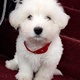 west-highland-terrier-puppy-tibetan-terrier-islamabad