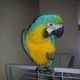 beautiful-blue-and-gold-macaw-macaws-jalsai