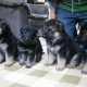 german-shepherd-puppies-for-sale-other-islamabad