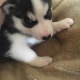 siberian-husky-puppies-for-sale-other-garh-maharaja