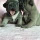 french-bulldog-afghan-hound-amangarh-industrial-area