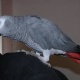 gray-parrots-for-sale-african-grey-parrot-lahore-2
