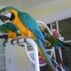 hyacinth-macaws-parrots-for-adoption-hyacinth-macaws-parrots-for-adoption-we-are-giving-these-12-months-old-lovely-hyacinth-macaws-parrots-for-adoption-to-any-family-or-person-who-is-ready-to-love-and-give-them-all-the-care-that-they-deserve-they-are-other-basira