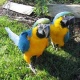 awesome-pair-blue-gold-macaw-parrots-healthy-pair-of-male-and-female-available-for-adoption-awesome-companions-and-playmates-home-raised-not-captive-bred-vaccinated-tamed-banded-if-interested-contact-to-make-other-bhiria-road