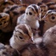 pheasant-chicks-for-sale-all-type-and-breeder-paire-silver-pheasant-lahore-1