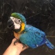 blue-and-gold-macaw-129956-other-lahore-cantt