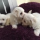 maltese-bichon-puppies-other-daulat-nagar