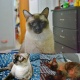 siamese-cat-for-adoption-siamese-lahore