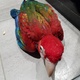 hand-rearred-very-tame-baby-greenwing-macaw-1690-macaws-abadi-jalalpur-pirwala-2