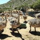 ostrich-chicks-and-parrot-chick-are-available-for-sale-macaws-amangarh-industrial-area