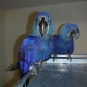 baby-hyacinth-macaw-babies-for-sale-macaws-abbottabad