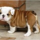 cute-and-adorable-english-bulldog-puppies-for-adoption-other-burhan