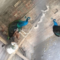 black-sholder-pecock-peacoak-lahore-5