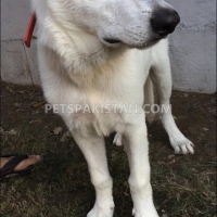 very-rare-microchip-pedigreed-white-german-shepherd-beauty-contest-winner-in-puppy-category-german-shepherd-lahore-10