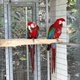 green-wing-macaw-parrots-for-sale-other-ali-pur