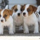 ckc-registered-jack-russell-terriers-puppies-other-abbottabad-1