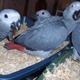 adorable-male-and-female-african-grey-parrots-and-eggs-for-sale-adorable-male-and-female-african-grey-parrots-and-eggs-for-sale-macaws-kallar-kahar