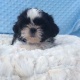 tialusso-2-imperial-shih-tzu-boys-available-other-abbas-nagar