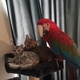 greenwing-macaw-wanted-macaws-arif-wala-2