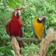 macaw-parrots-for-free-adoption-macaws-abbottabad