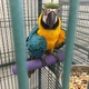 blue-and-gold-macaws-macaws-karak