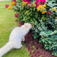 male-persian-cat-for-sale-persian-cats-islamabad-4