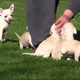 male-and-female-chihuahua-puppies-for-adoption-other-lahore