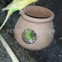 australian-budgies--lahore